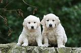 GOLDEN RETRIEVER 1136